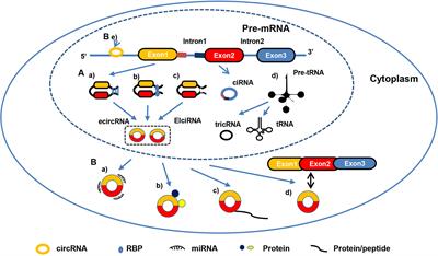 Review of novel functions and implications of circular RNAs in hepatocellular carcinoma